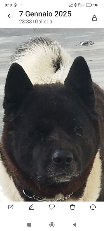 5352154  Cuccioli di Akita Americano