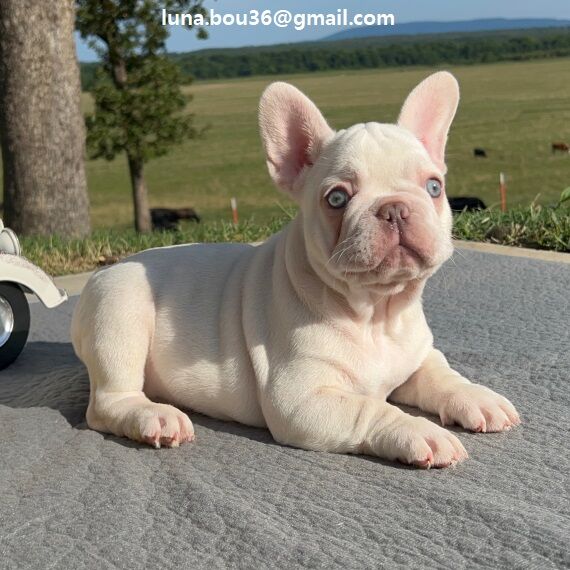 5358622  cuccioli di BULLDOG FRANCES