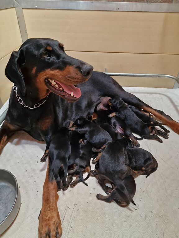 5326152  Cuccioli dobermann