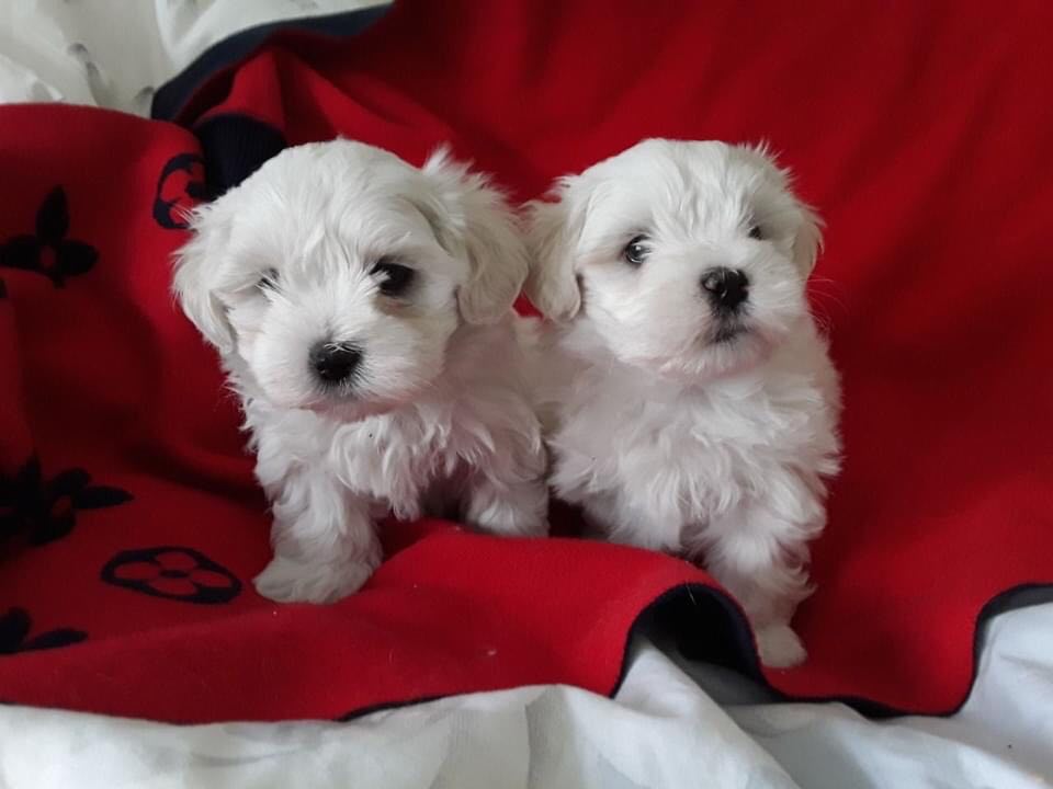 4915200  CUCCIOLI MALTESE