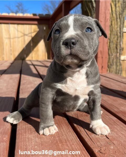 5358618  Cuccioli pitbull