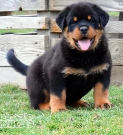 4694892  Cuccioli rottweiler