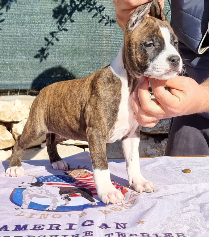 5057737  Cucciolo Amstaff