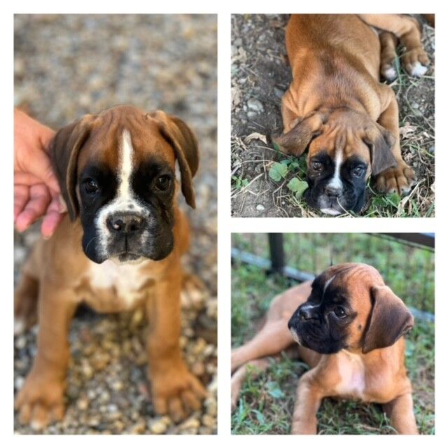 5320364  cucciolo di boxer