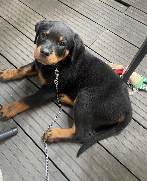 5313414  Cucciolo Rottweiler