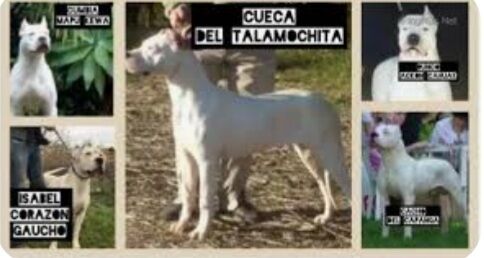 5221699  Dogo Argentino