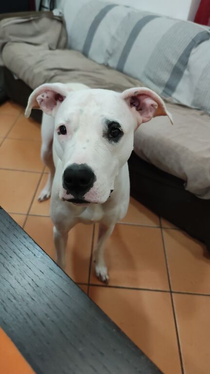 5310829  Dogo Argentino