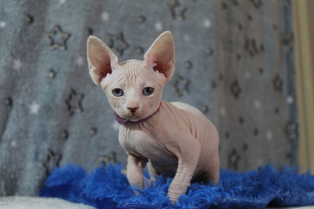 4809013 Femmina di Canadian sphynx