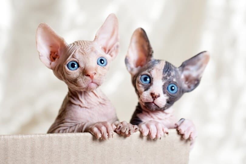 5347541  Gattini Sphynx in adozione vic