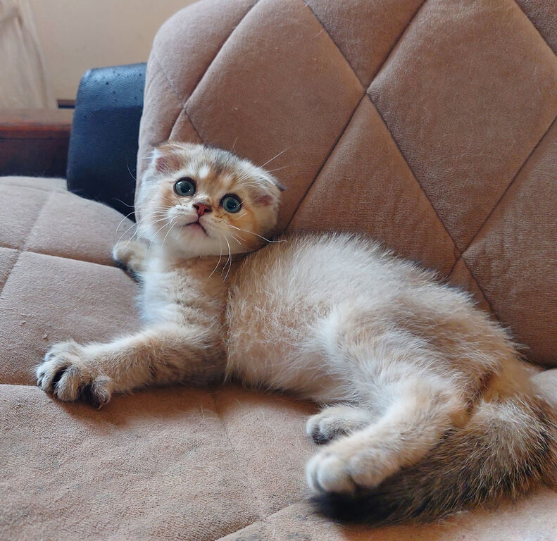 5148279  Gattino razza Scottish Fold