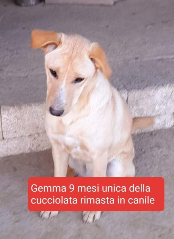 4862449  GEMMA 9 MESI TAGLIA MEDIA