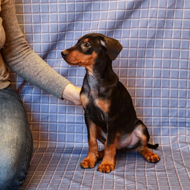 5050188  German pinscher-pedigree ENCI