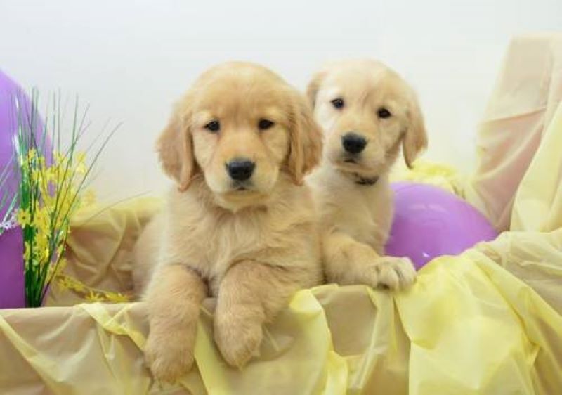 5335179  Golden Retriver cuccioli