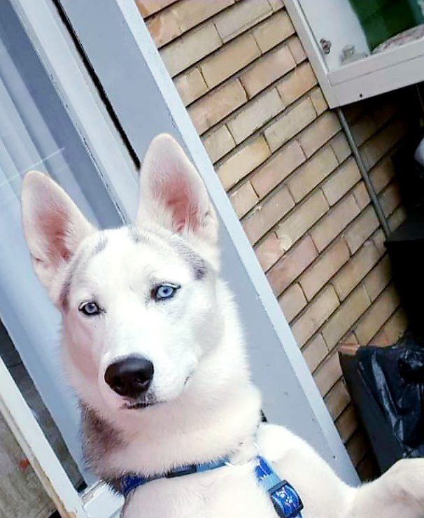 4394544  Husky siberian