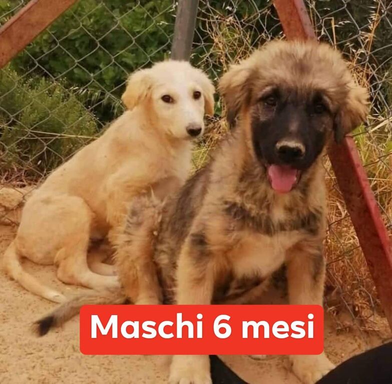 4938852  in regalo  CUCCIOLI 6 MESI