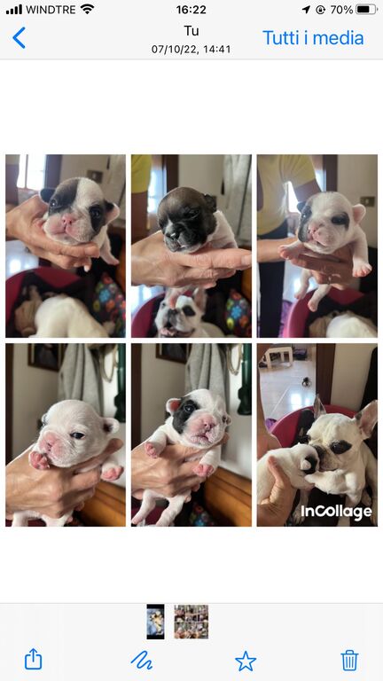 4999332  in regalo Cuccioli bulldog