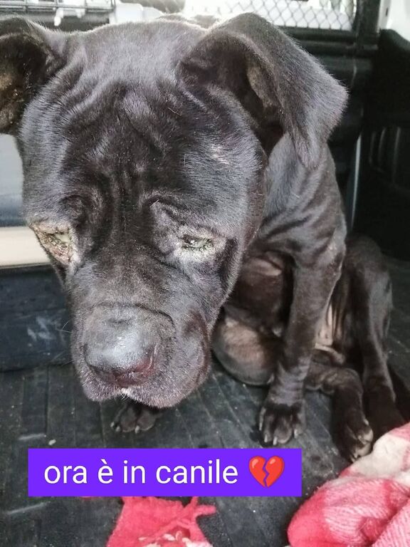 5015935  in regalo PRISCILLA CANE CORSO