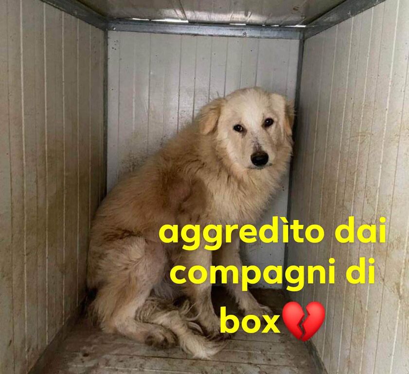 5058972  in regalo ARES CUCCIOLO