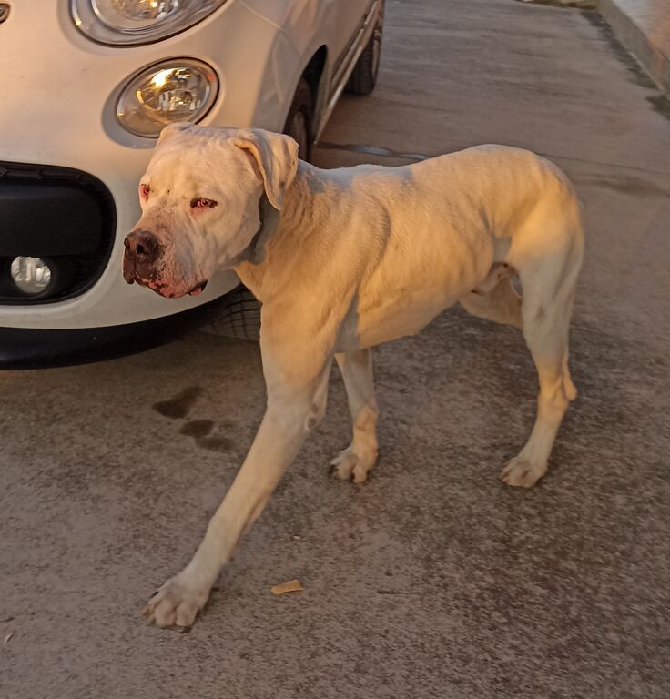 5078716  in regalo DOGO ARGENTINO