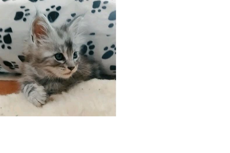 5132738  in regalo Maine coon gattini