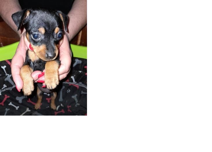 5132739  in regalo CUCCIOLI DI PINSCHER