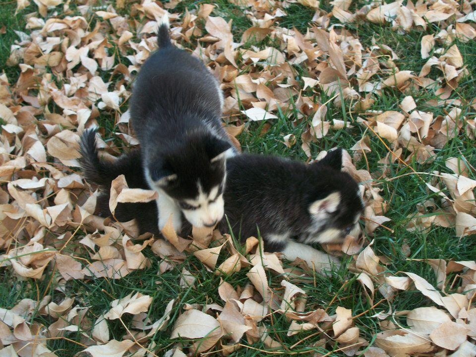 5199512  in regalo Husky Siberiano