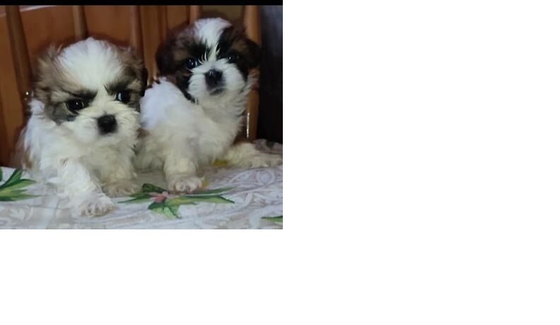 5228795  in regalo Vendo cuccioli shih