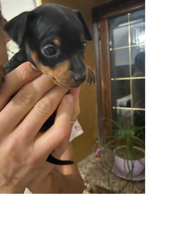 5229706  in regalo Cuccioli Pinscher