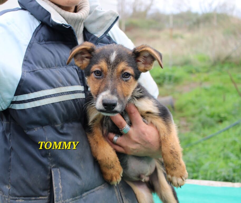 5247927  in regalo UNA MAMMA PER TOMMY