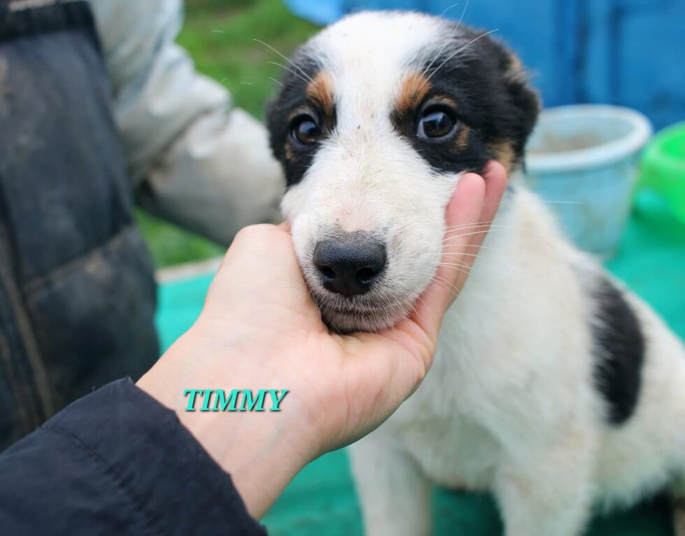 5247929  in regalo UNA MAMMA PER TIMMY