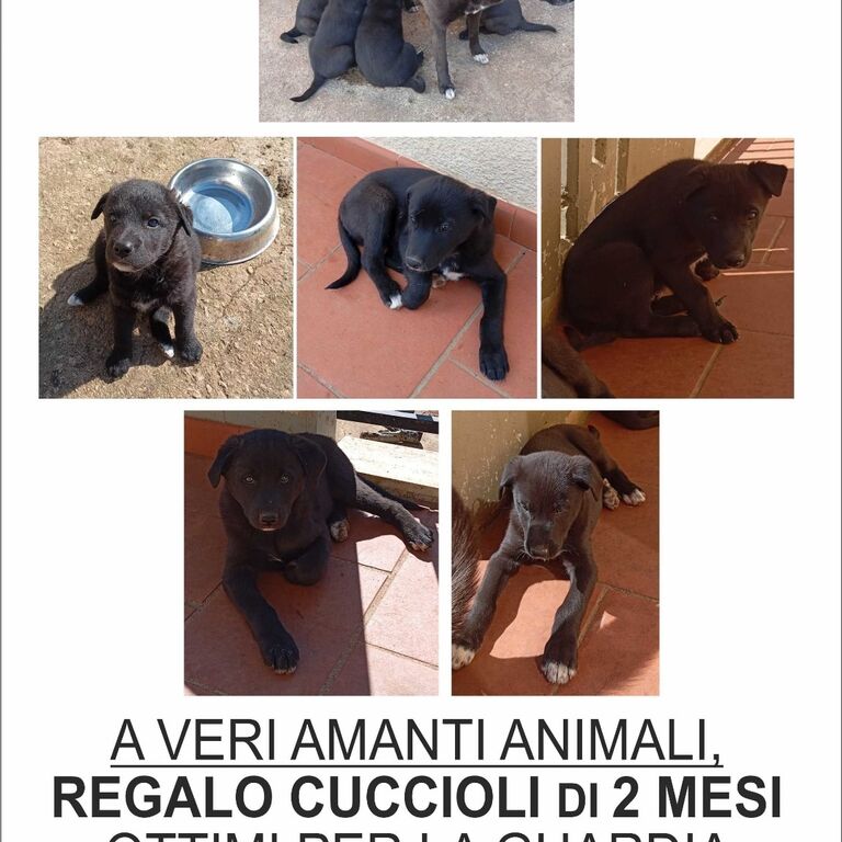 5276756  in regalo Cuccioli meticci