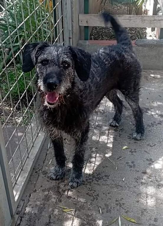 5350062  in regalo Cagnolina in Adozione