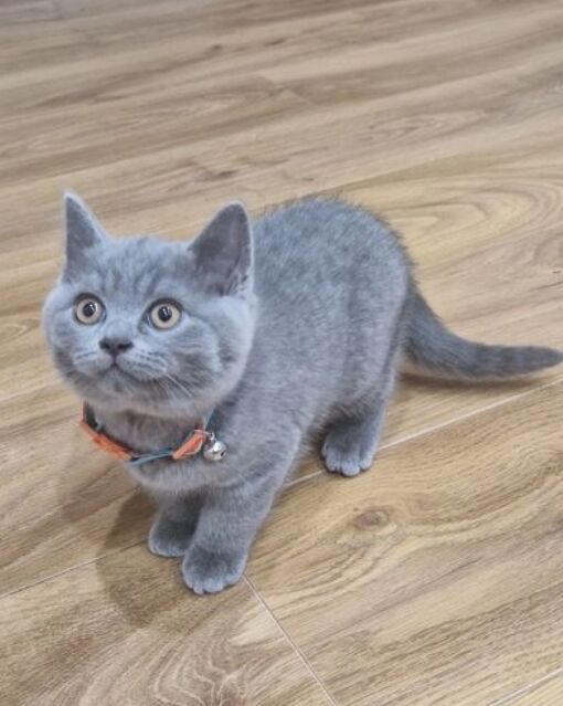 5353948  in regalo British Shorthair in