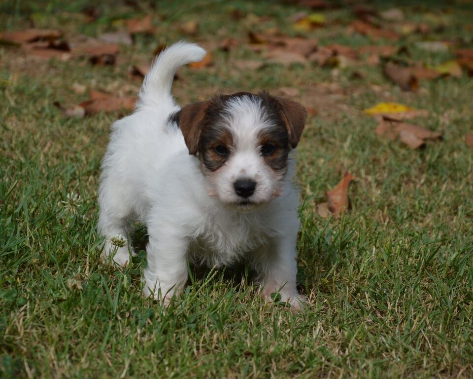 5309522  Jack Russell Terrier