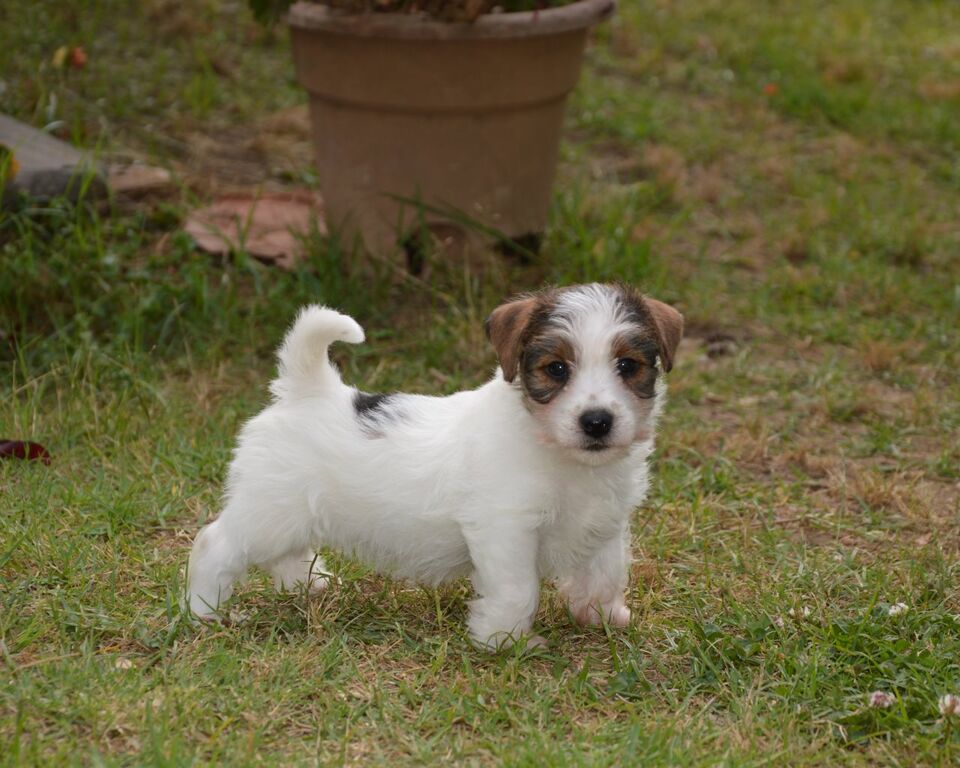 5309524  Jack Russell Terrier