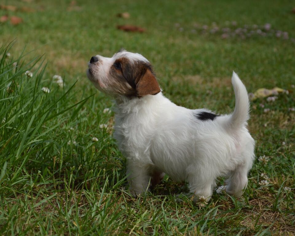 5309525  Jack Russell Terrier