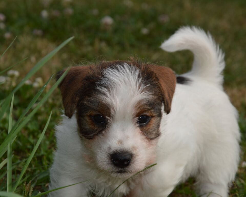 5309526  Jack Russell Terrier