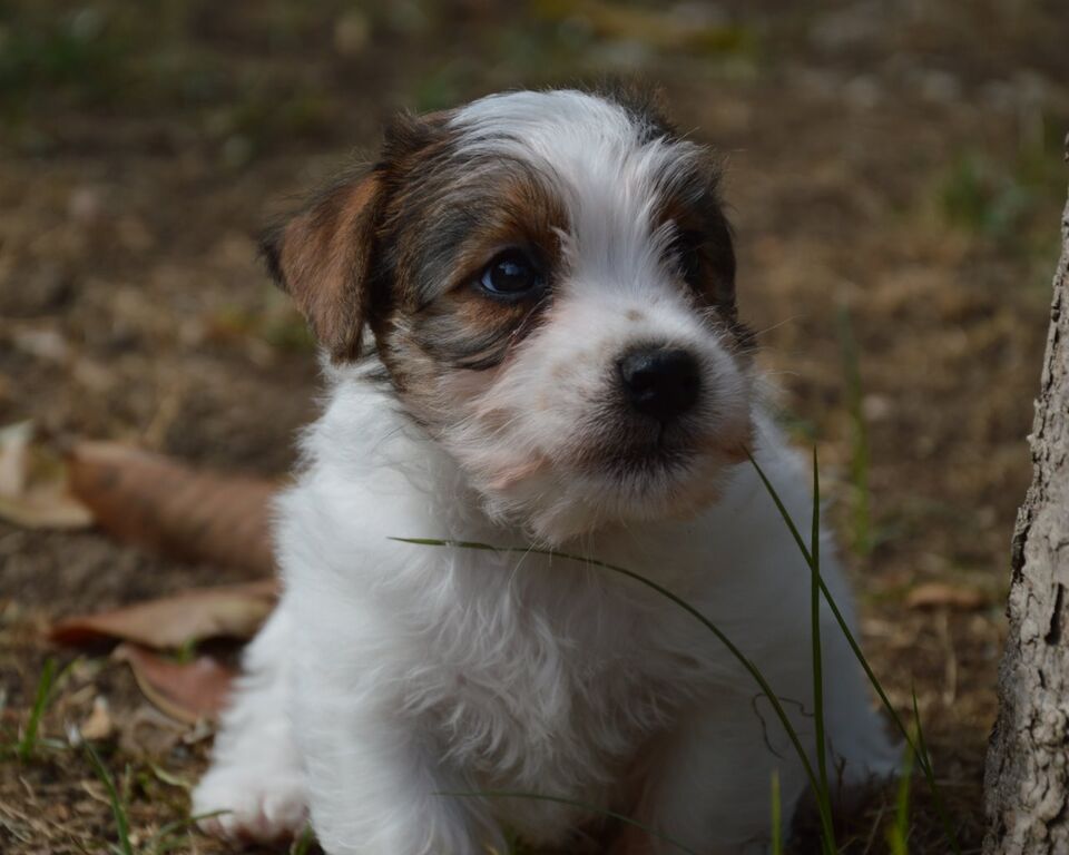 5309528  Jack Russell Terrier