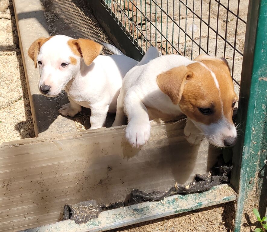 5324594   JACK RUSSELL PELO LISCIO