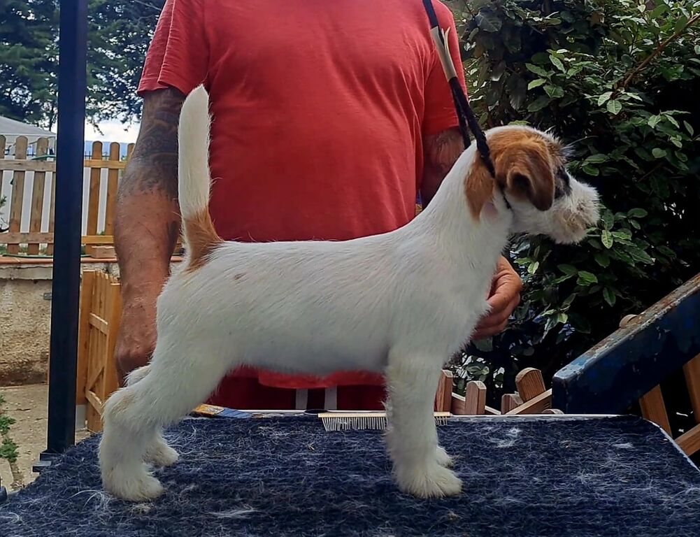 5329515  Jack russell terrier