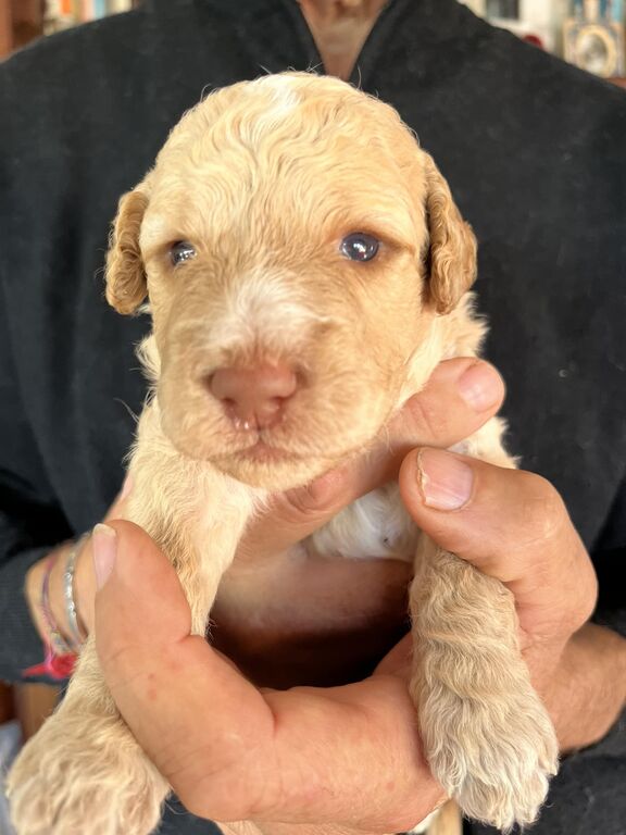 5184624  LAGOTTO ROMAGNOLO Cuccioli