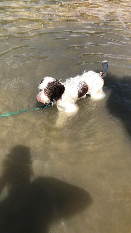 5232273  Lagotto romagnolo di 3 anni