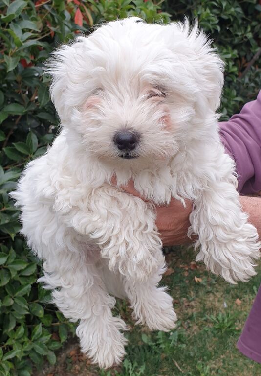 4865930  Maltese maschio cucciolo