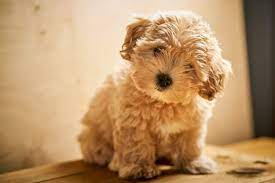 4897678  Maltipoo