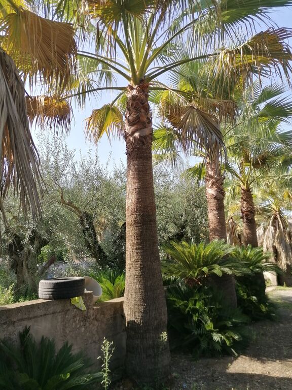 4980988 Meravigliose palme washingtonia