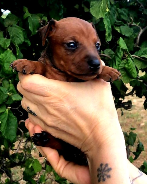 4936535  Pinscher nano