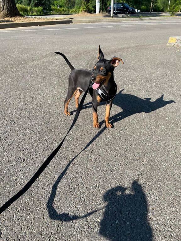 5312451  Pinscher nano