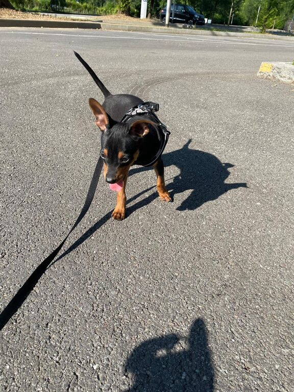 5312452  Pinscher nano