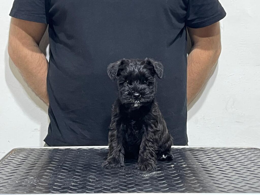 5302940  schnauzer nano