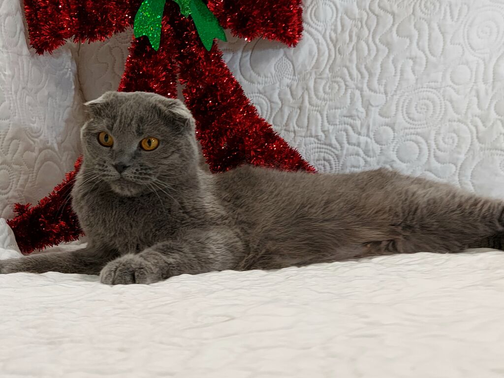 5347153  Scottish Fold  Pedigree ENFI